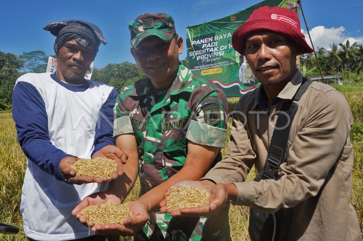 Panen padi serentak di 14 provinsi