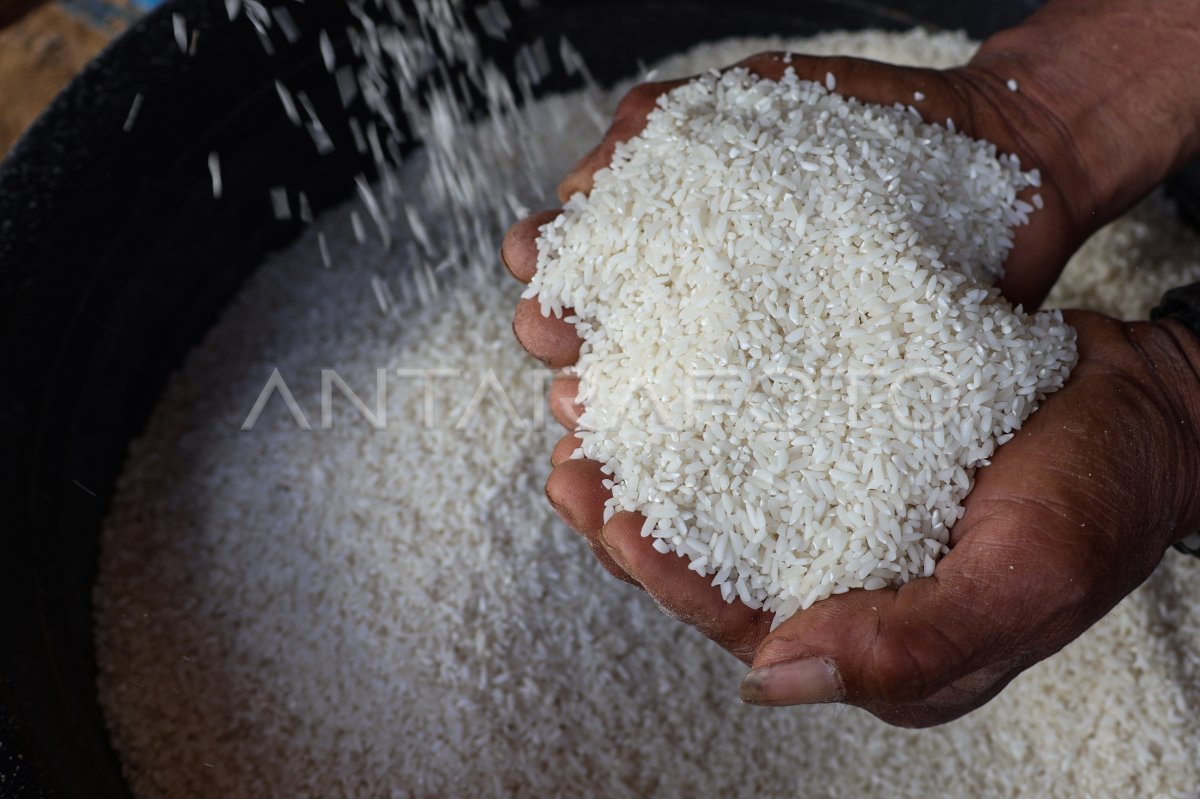 Organic rice plant cultivation in the Northern Luwu interior