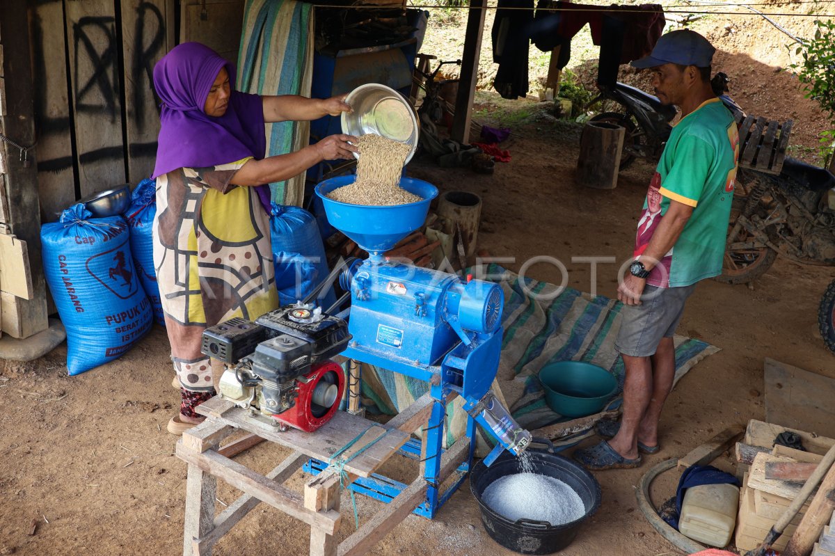 Organic rice plant cultivation in the Northern Luwu interior