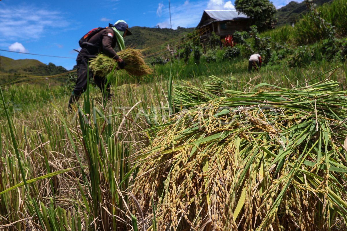 Organic rice plant cultivation in the Northern Luwu interior