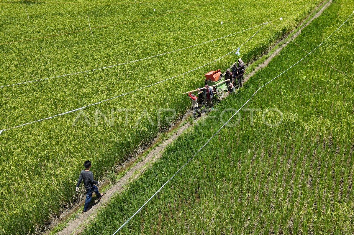 Organic rice plant cultivation in the Northern Luwu interior