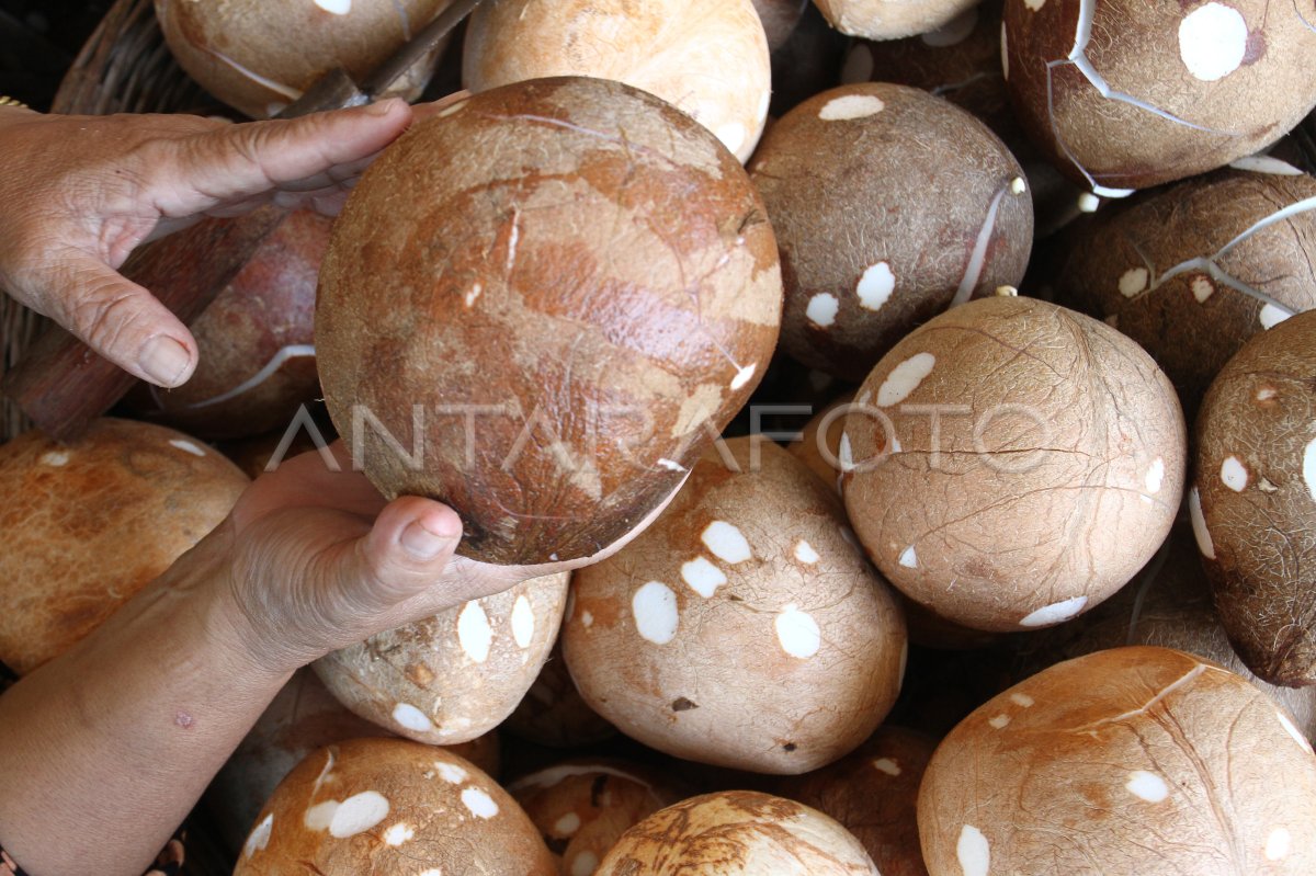 Pasokan kelapa terlambat akibatkan harga melonjak