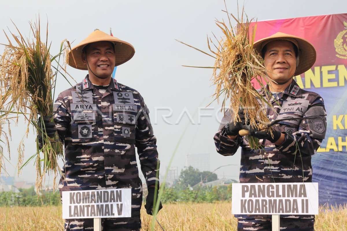 Panen raya padi TNI AL