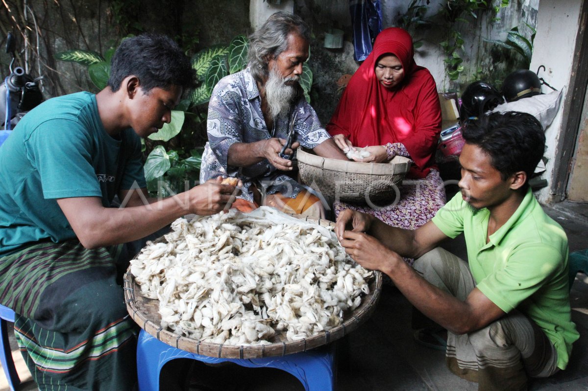 Budi daya ulat sutra dengan metode berkelanjutan