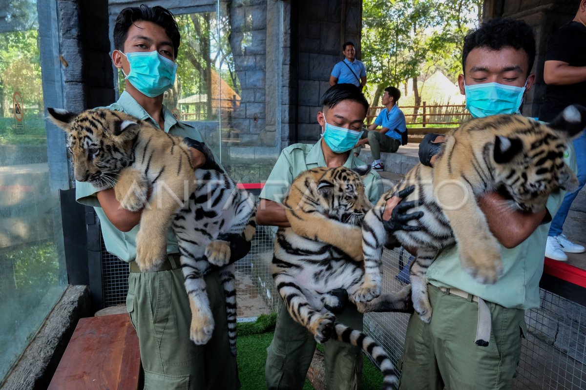 Edukasi mengenal satwa harimau