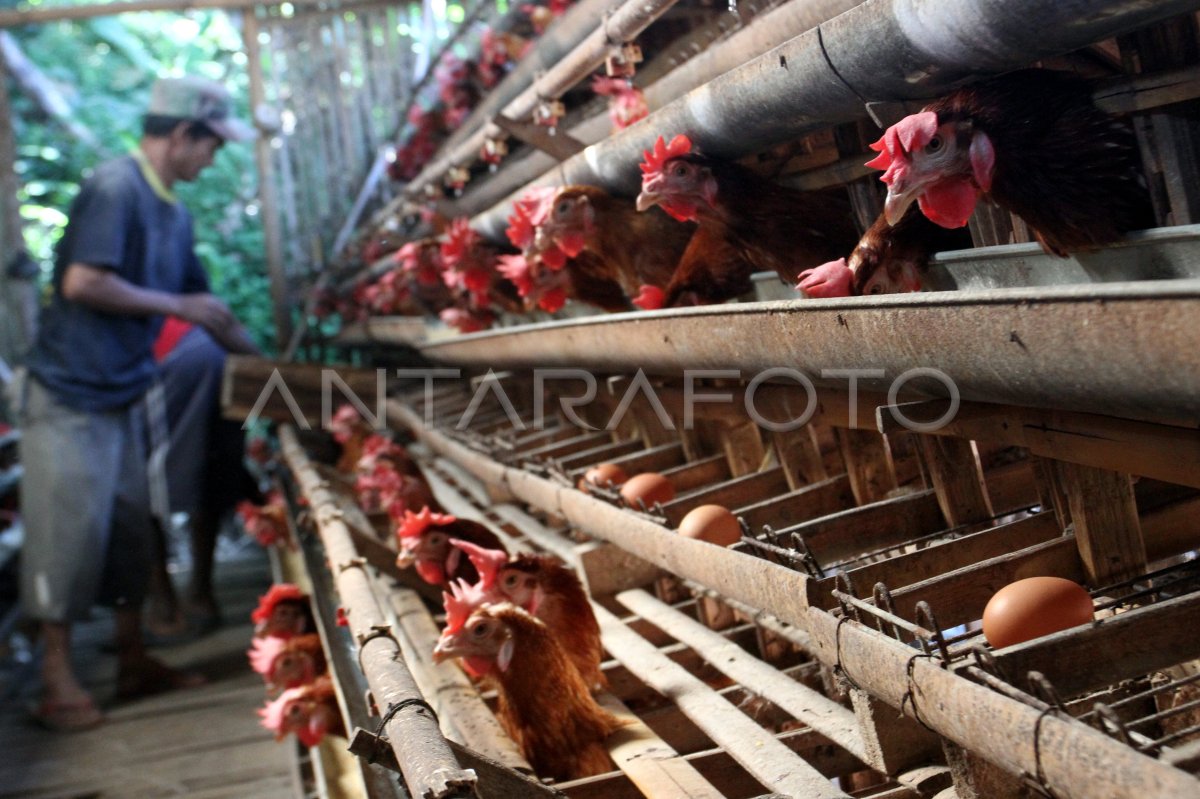 Fluctuation of the egg price of the breeder in Malang replaces corn feed with flour