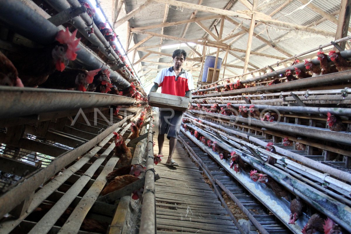 Fluctuation of the egg price of the breeder in Malang replaces corn feed with flour