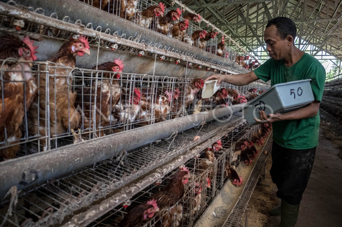 Government efforts stabilize chicken and egg prices