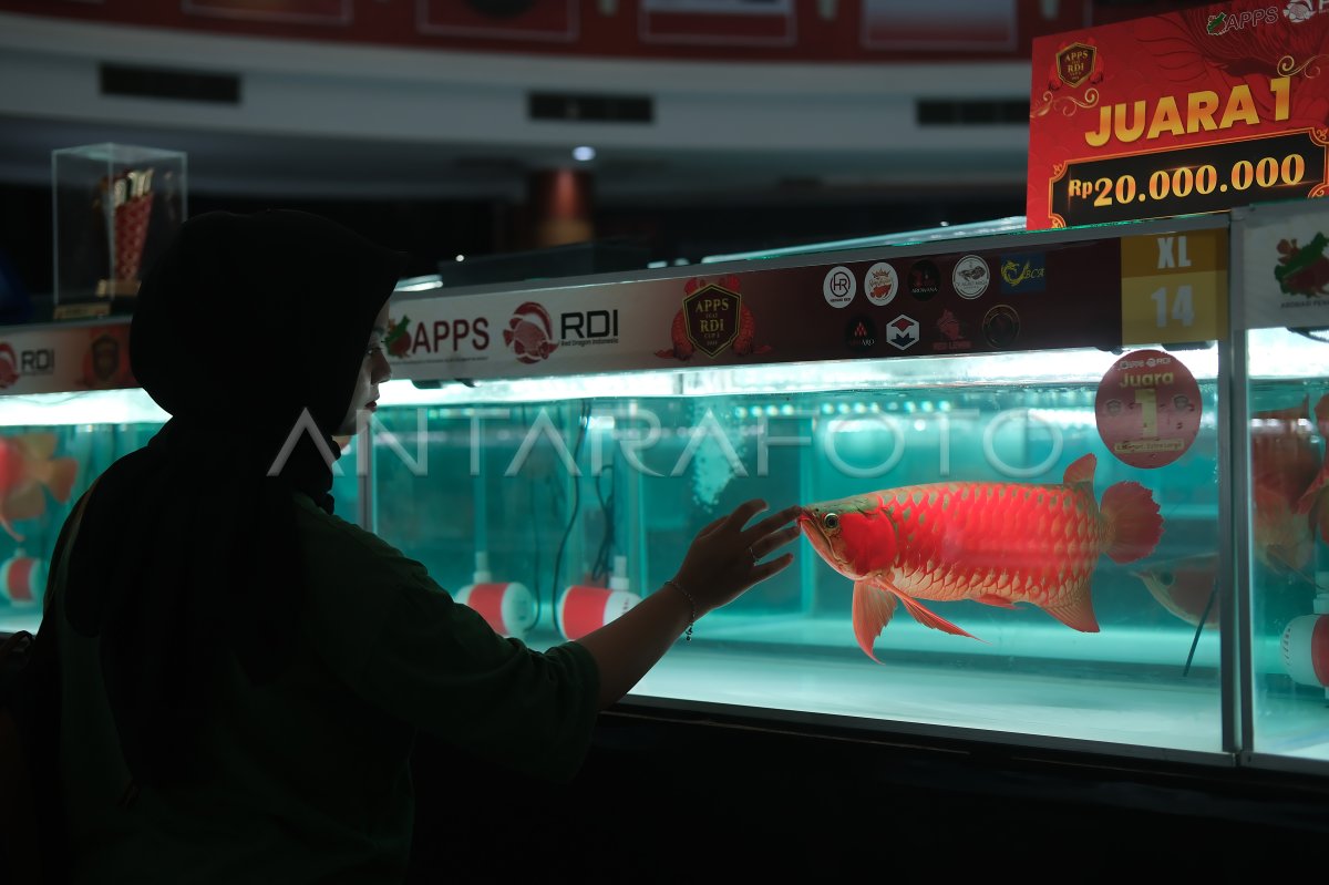 Pameran Ikan Arwana Dan Ikan Hias