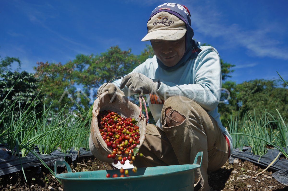 Awal musim panen Kopi Arabika