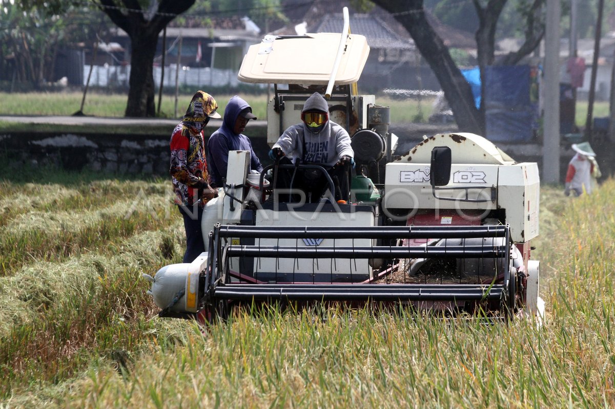 Luas panen padi di Jatim meningkat