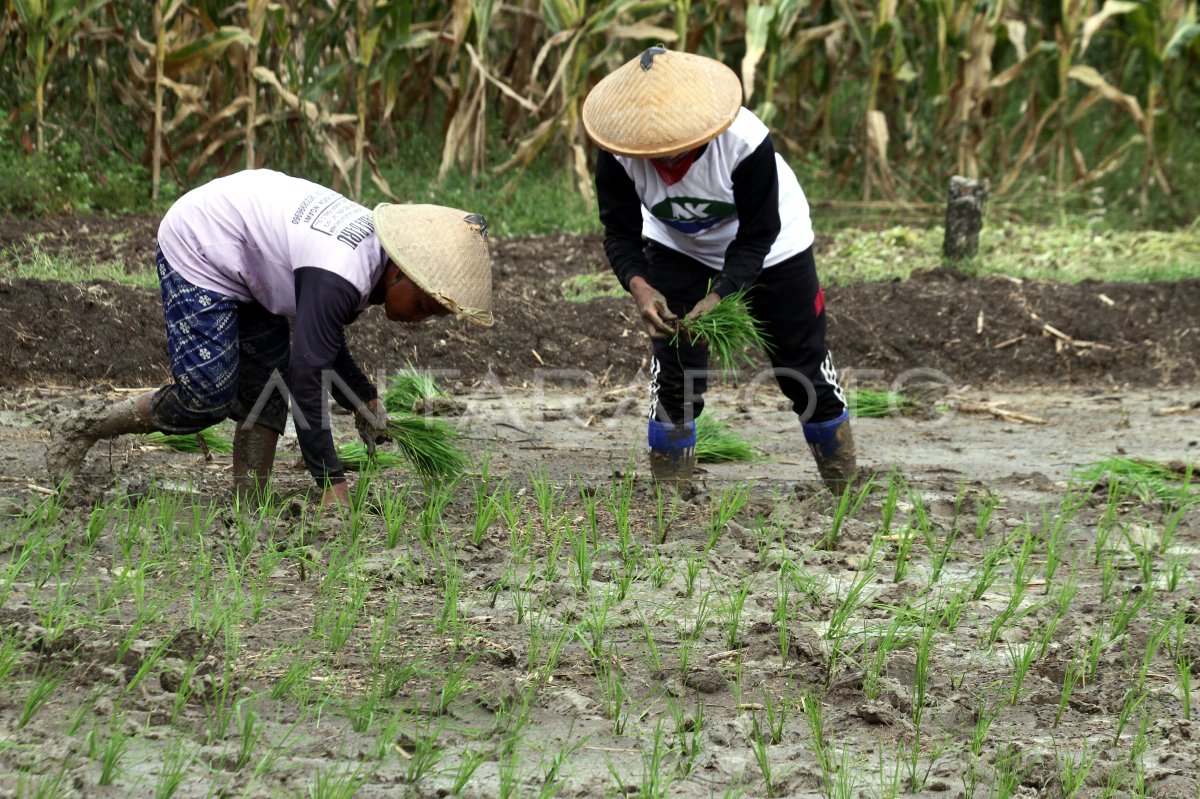 Capaian program Luas Tambah Tanam di Ngawi