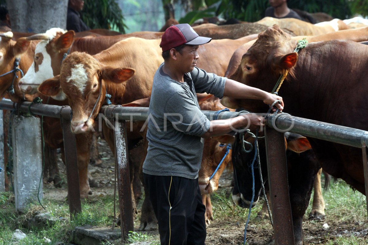 Target penambahan populasi sapi