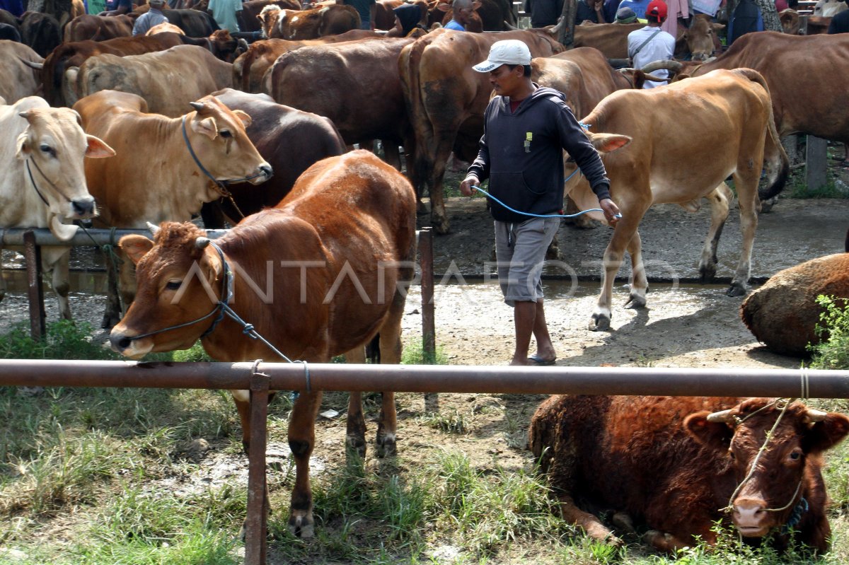 Target penambahan populasi sapi