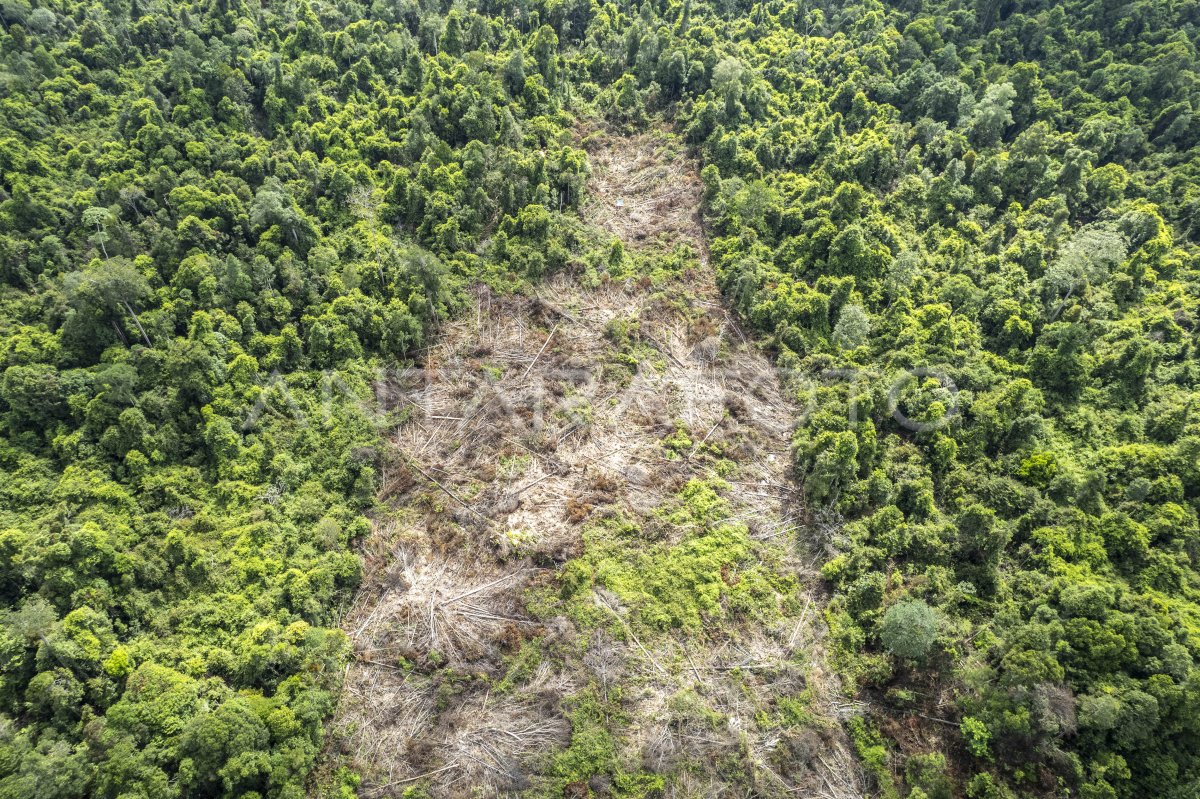Additions of the Forest Areas of the Divines in Jambi