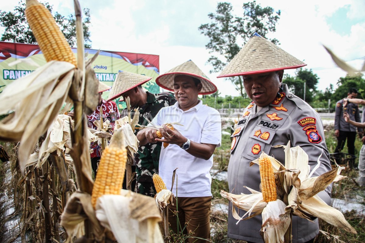 Panen raya jagung serentak di Palangka Raya
