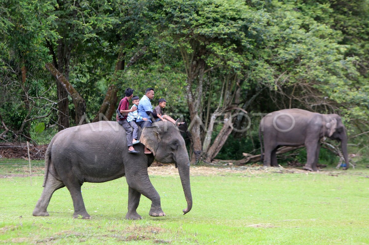 Wisata edukasi gajah di Aceh Besar