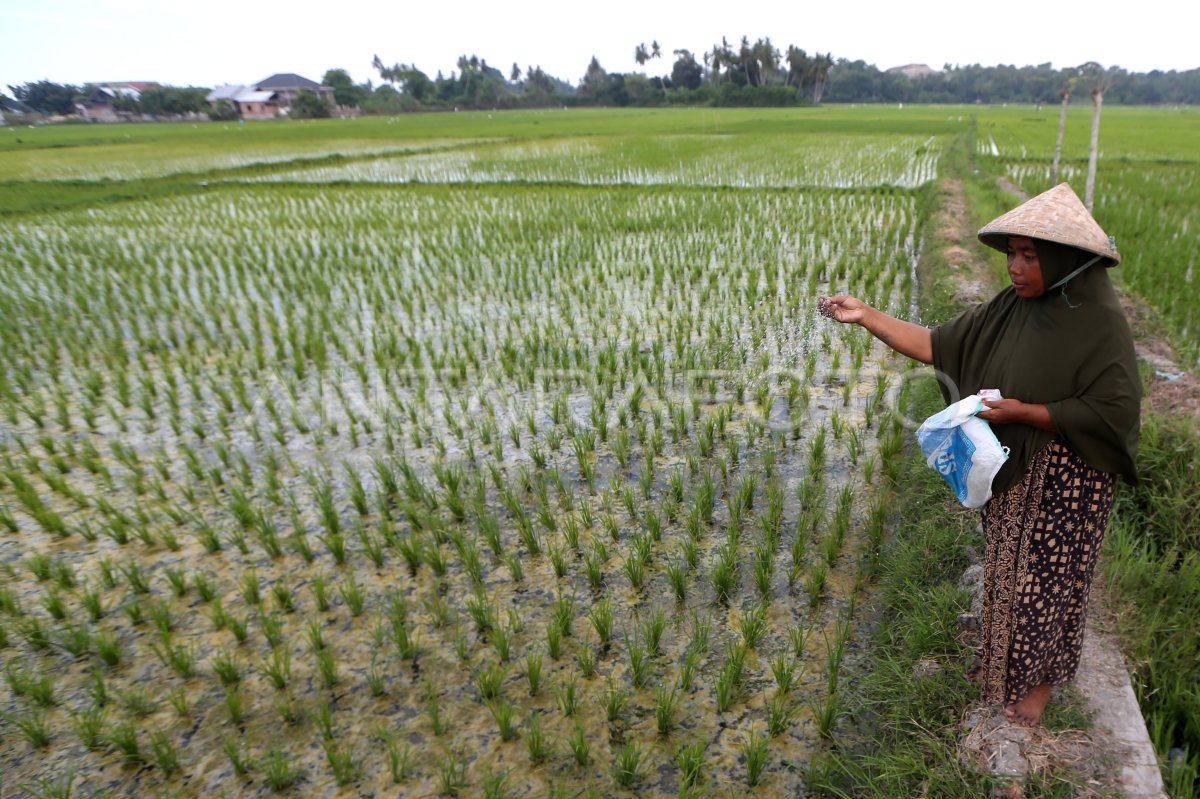 Penyaluran pupuk bersubsidi untuk petani Aceh