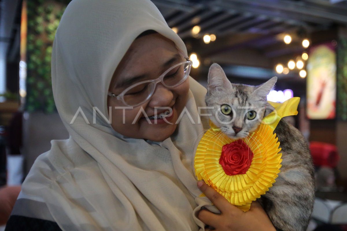 Lomba kucing tampan dan cantik di Aceh