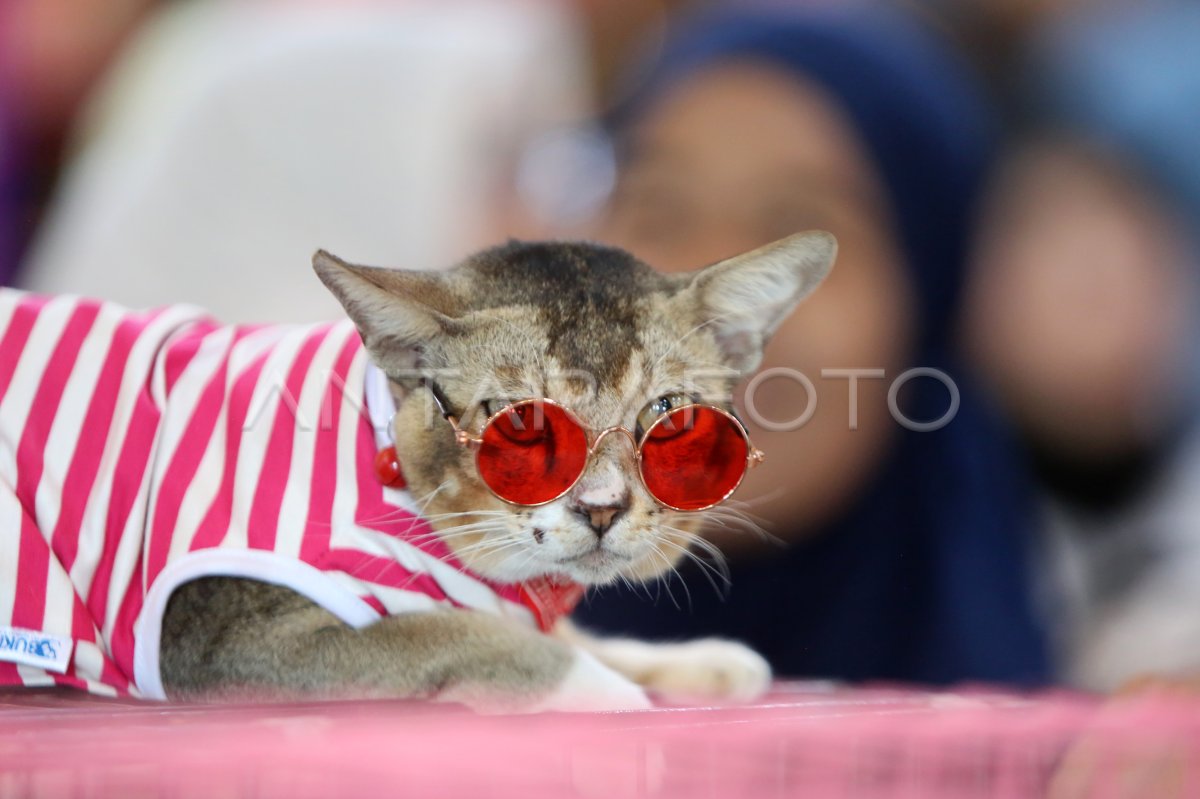 Lomba kucing tampan dan cantik di Aceh
