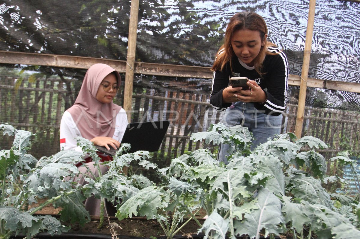 Use IoT technology in kale vegetable power froth