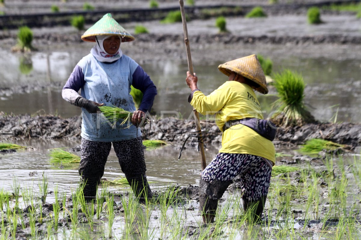 Efforts to pursue broad increase targets plus planting