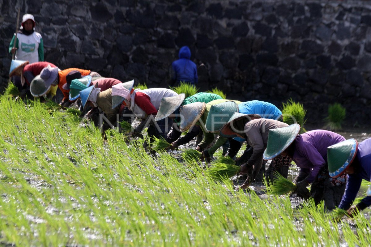 Efforts to pursue broad increase targets plus planting