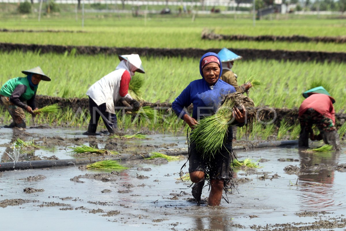 Efforts to pursue broad increase targets plus planting