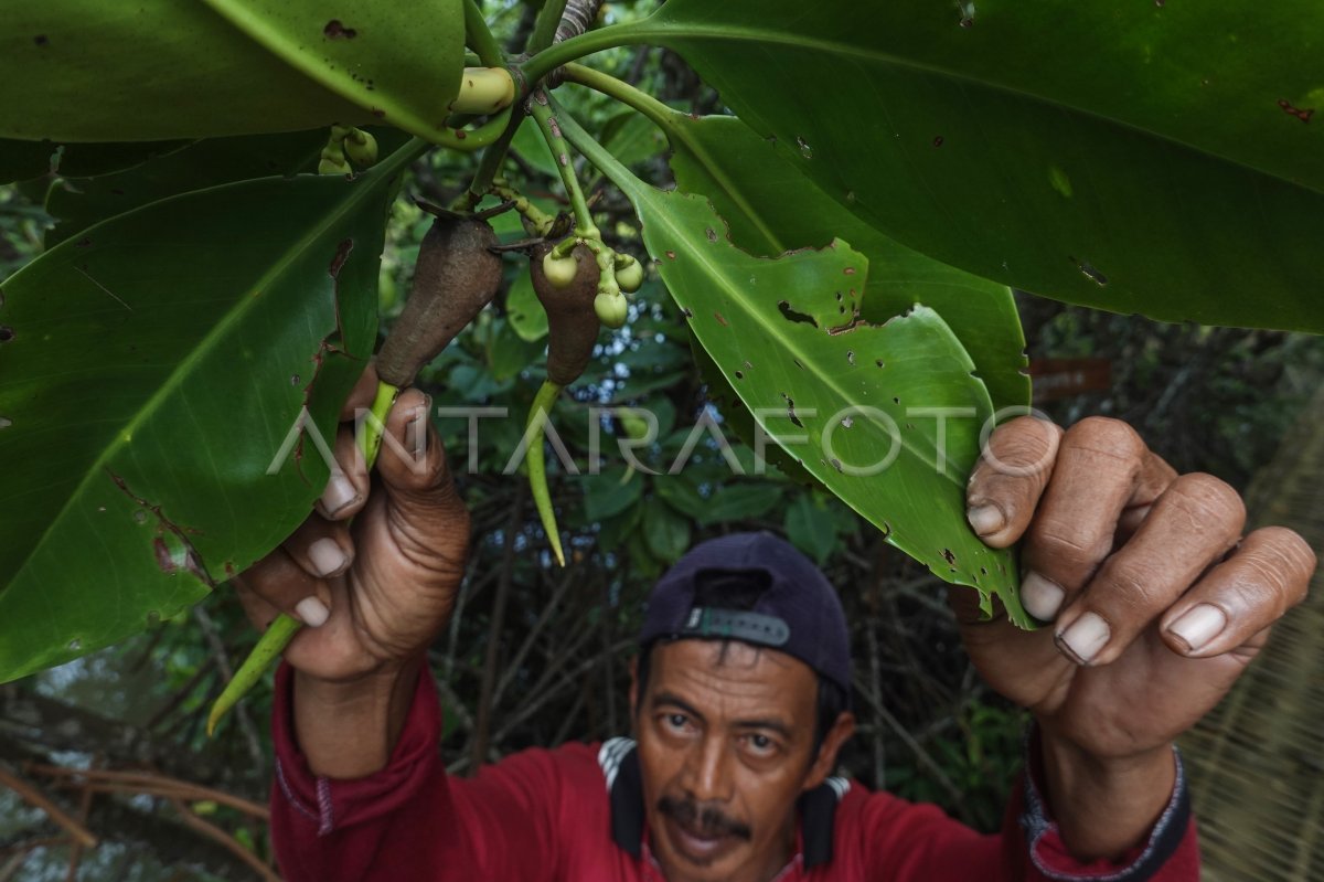 Pembibitan mangrove Laguna Segara Anakan