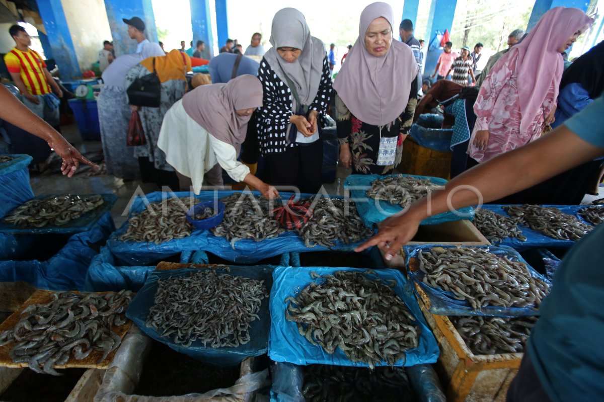 Harga udang anjlok akibat ekspor terhenti