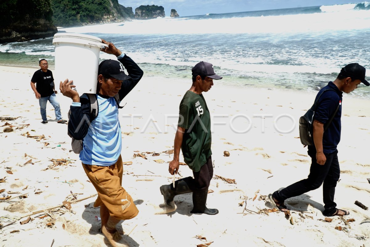Evakuasi telur penyu di Pantai Sanggar Tulungagung