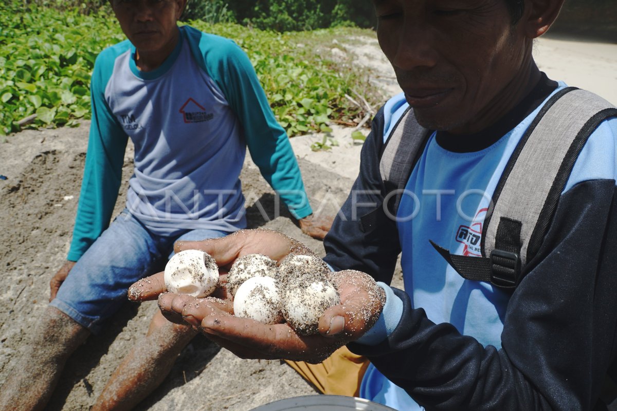 Evakuasi telur penyu di Pantai Sanggar Tulungagung