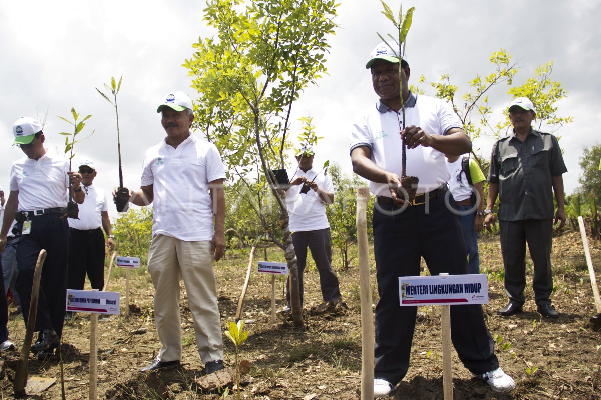 PENYELAMATAN MANGROVE DI CILACAP