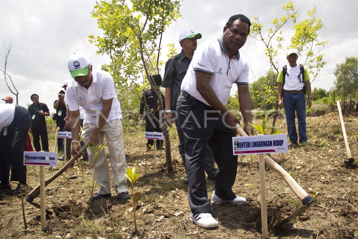 PENYELAMATAN MANGROVE DI CILACAP