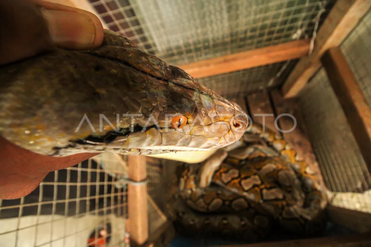 Fantaziya muxlisi BDSM