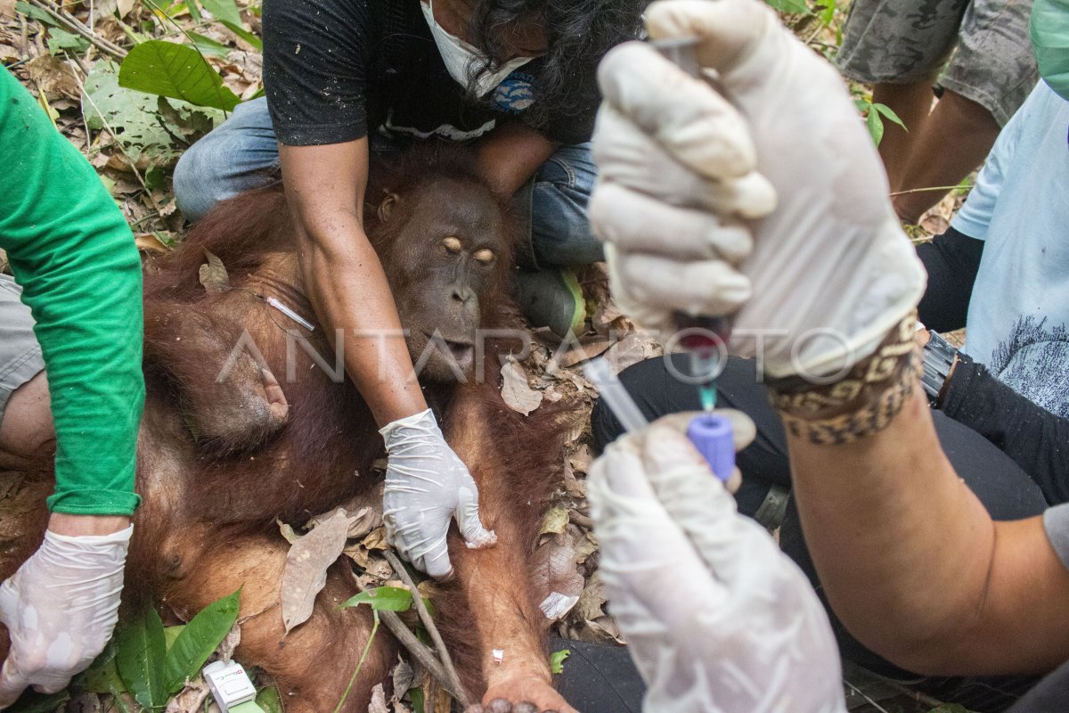 Mushukli erkakning yangi fotosuratlari