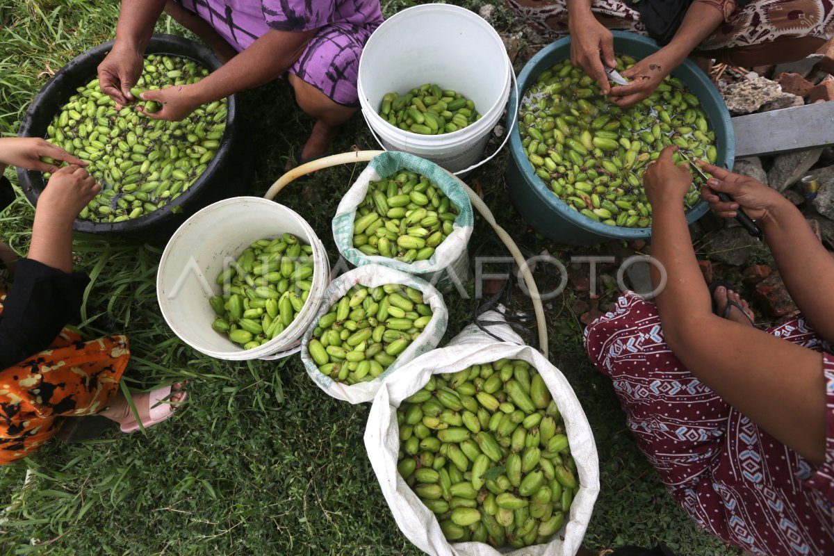 billimbi Bilimbi: Incredible Health Benefits Of This Nutritious Fruit