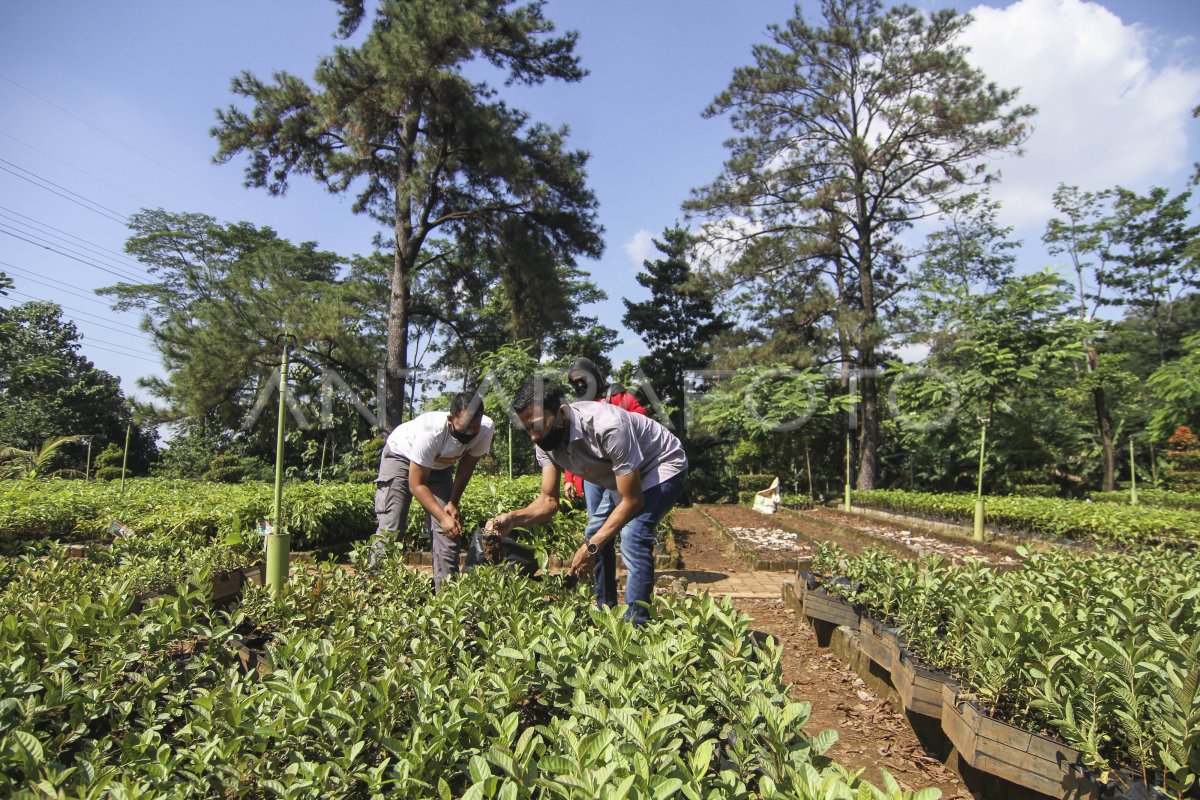 BIBIT POHON GRATIS ANTARA Foto