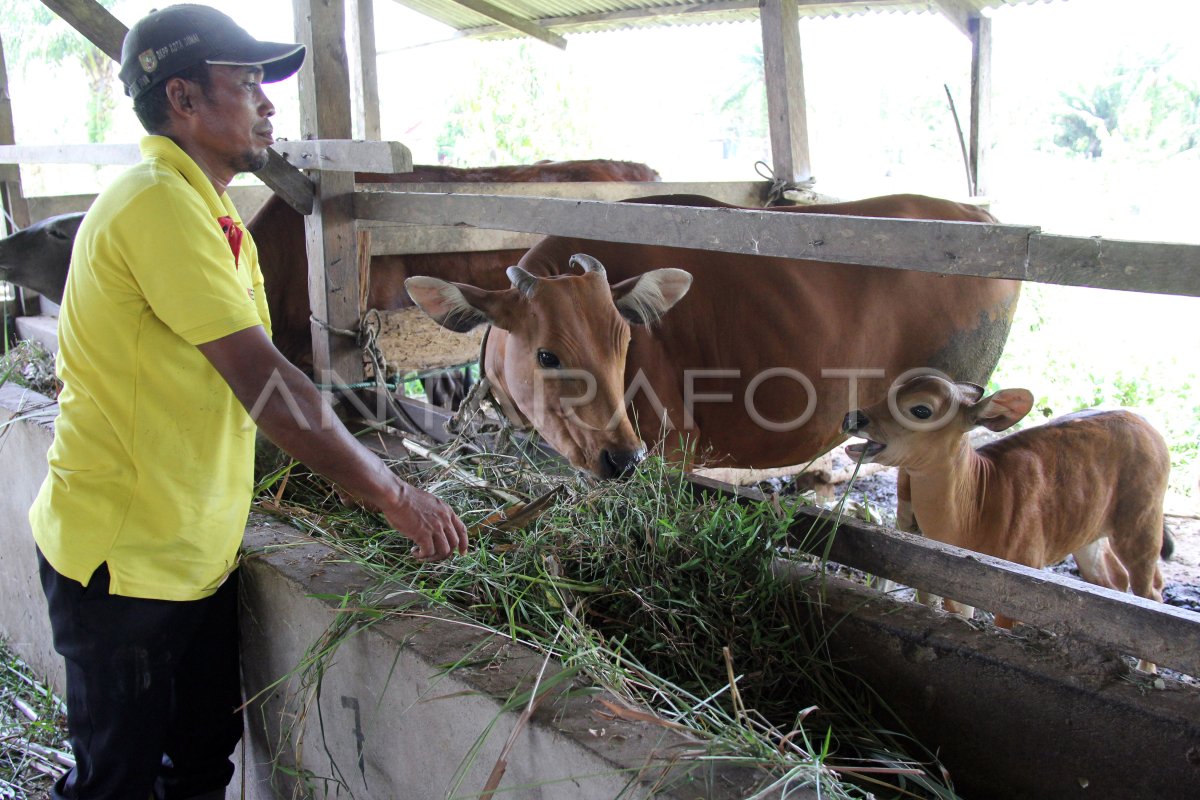 Dukungan Terbaru untuk Peternak Sapi: Menjangkau Kesuksesan Bersama Program Pemerintah Dukungan Terbaru untuk Peternak Sapi: Menjangkau Kesuksesan Bersama Program Pemerintah