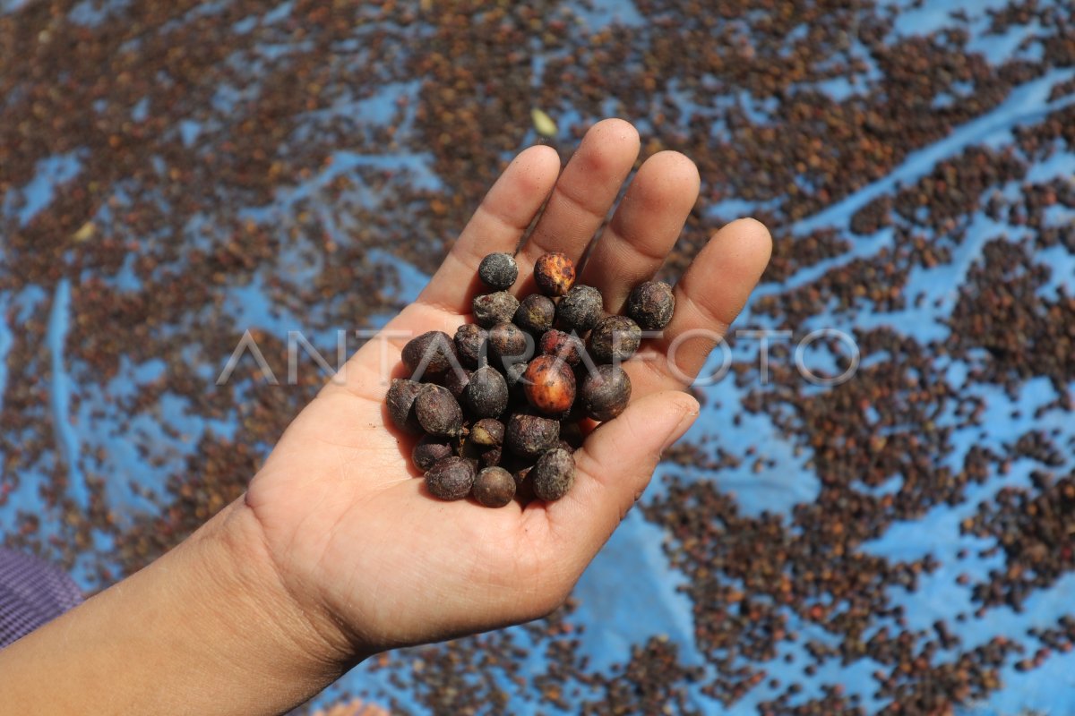 raqsda miltillovchi mushuk