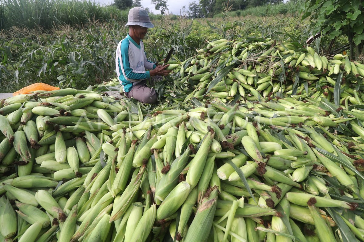 METODE TUMPANG SARI JAGUNG DENGAN CABAI