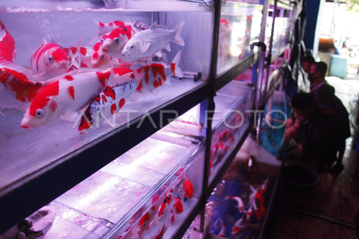 IKAN HIAS
