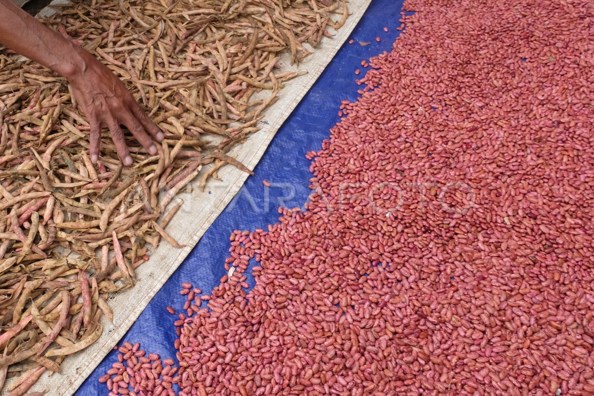 PANEN KACANG MERAH GUNUNG SINDORO