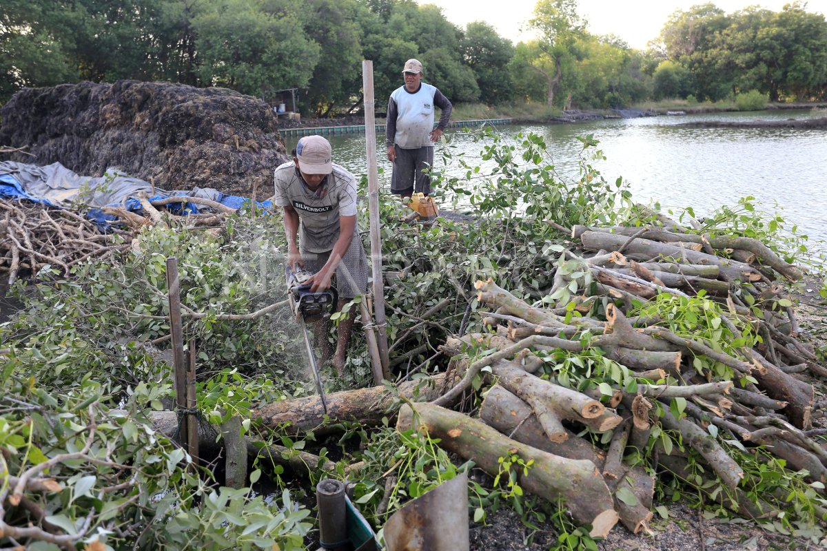 FOREST DAMAGE MANGROVE INDONESIA | ANTARA Foto