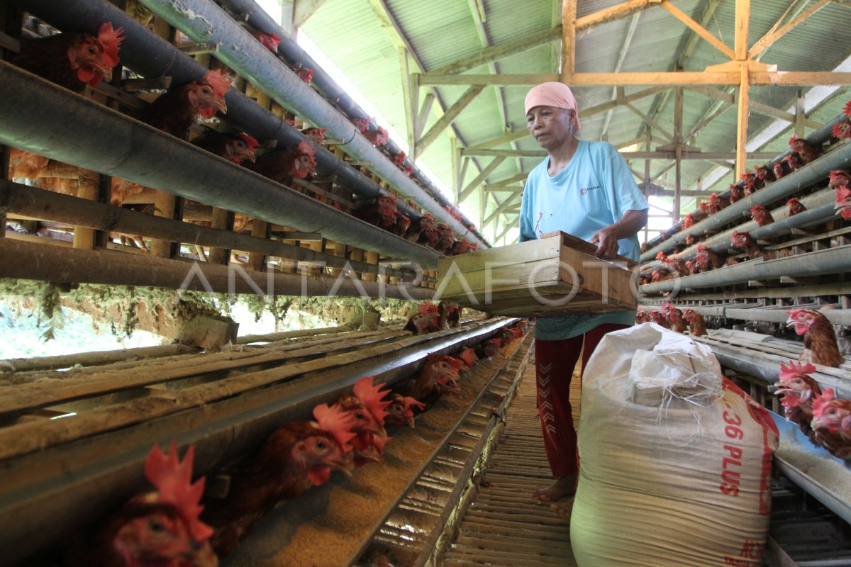 THE IMPACT OF CHICKEN FEED PRICE INCREASE ANTARA Foto ripple-xrp-new-update-xrp-50-surge-in-7-8-billion-trading-volume