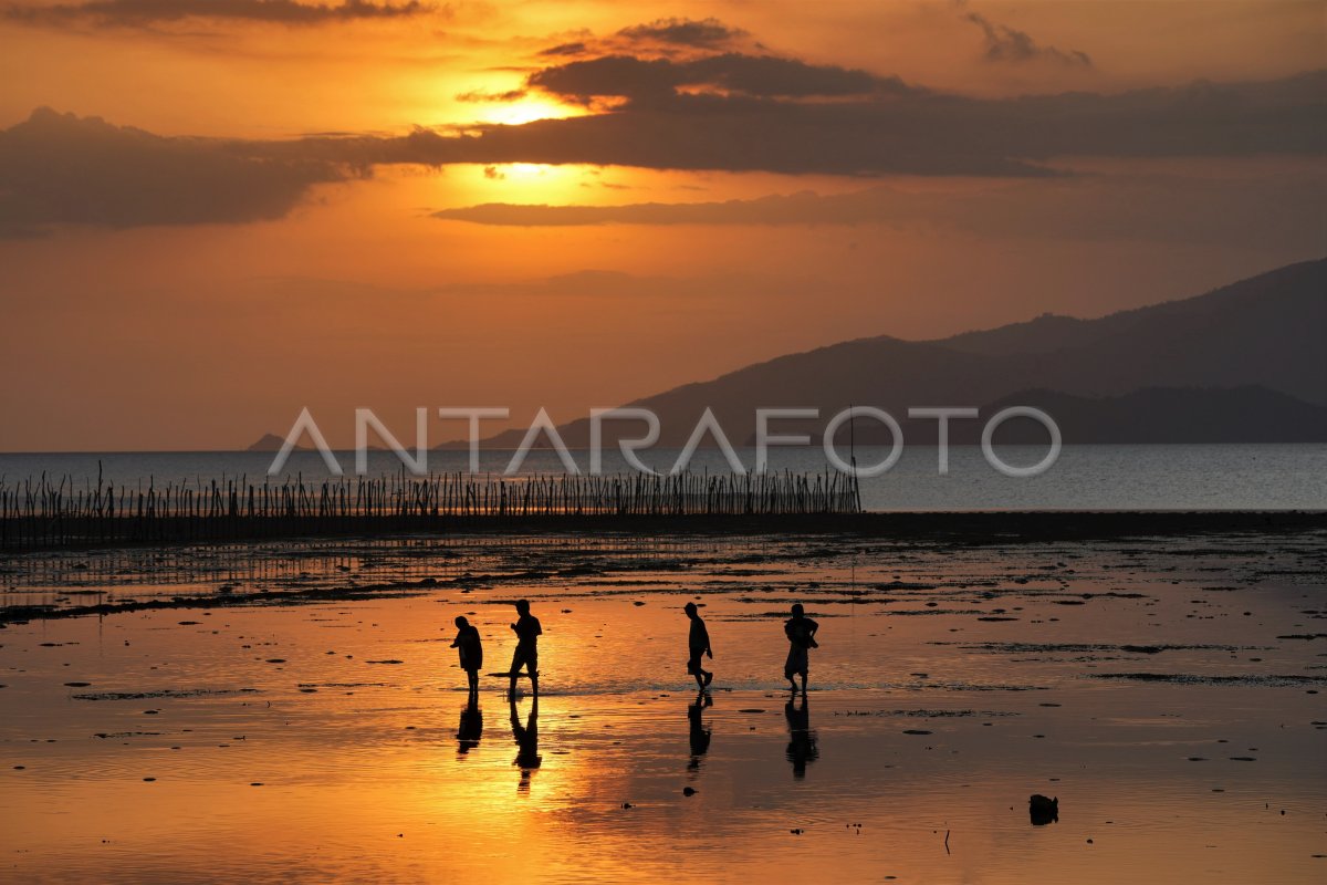 MENCARI KERANG LAUT SAAT AIR SURUT