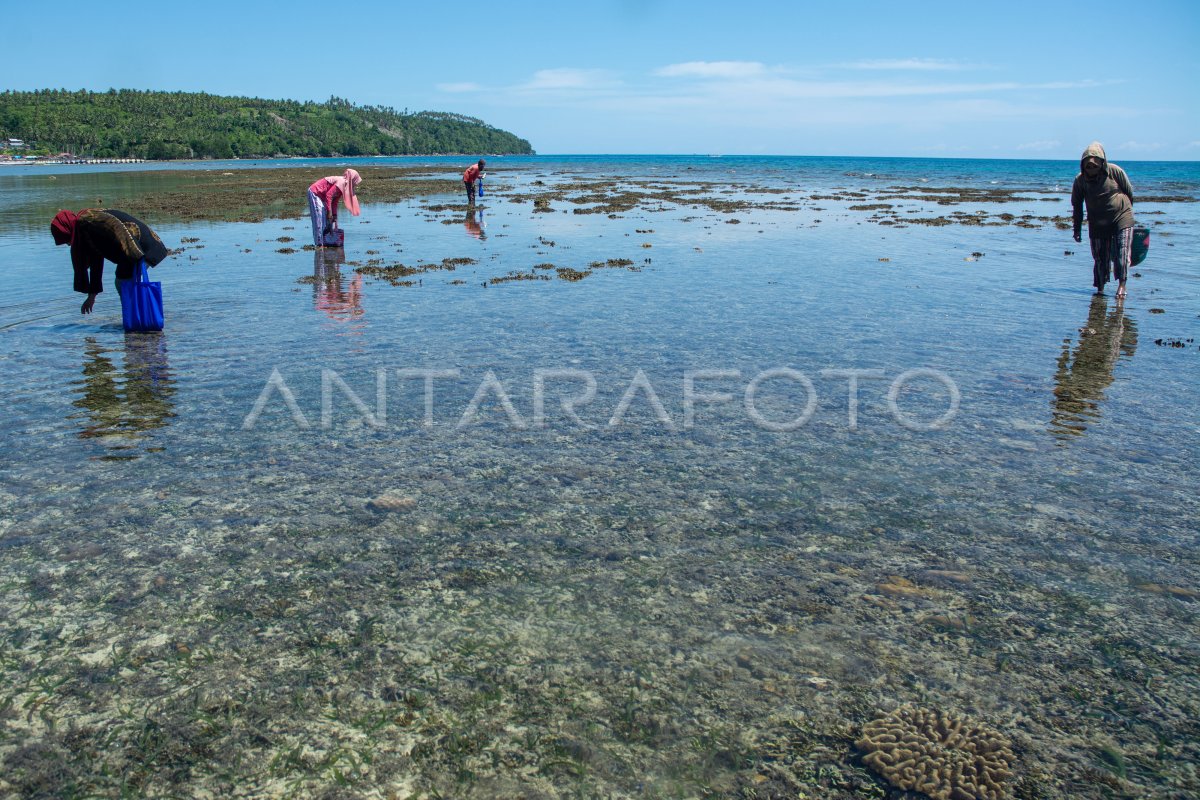 Cari kerang saat air laut surut