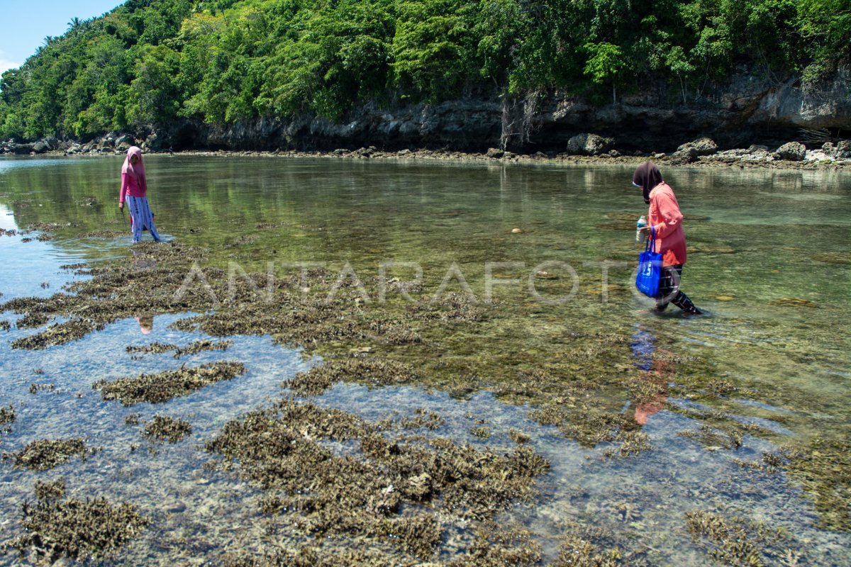 Cari kerang saat air laut surut
