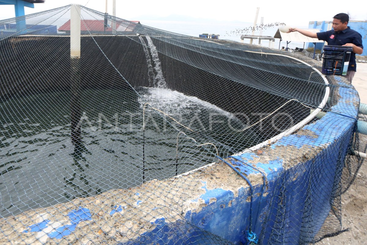 Perawatan induk ikan air payau