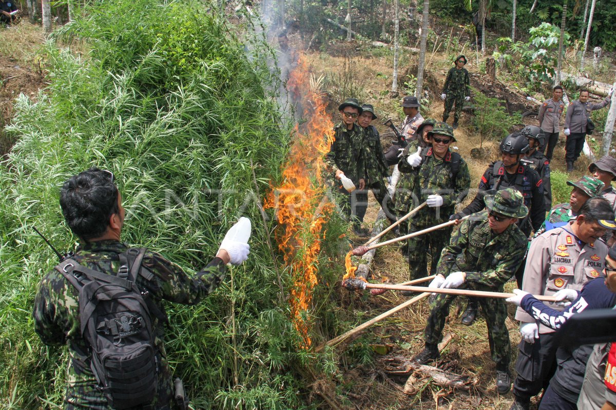 Operasi pemusnahan ladang ganja di Aceh